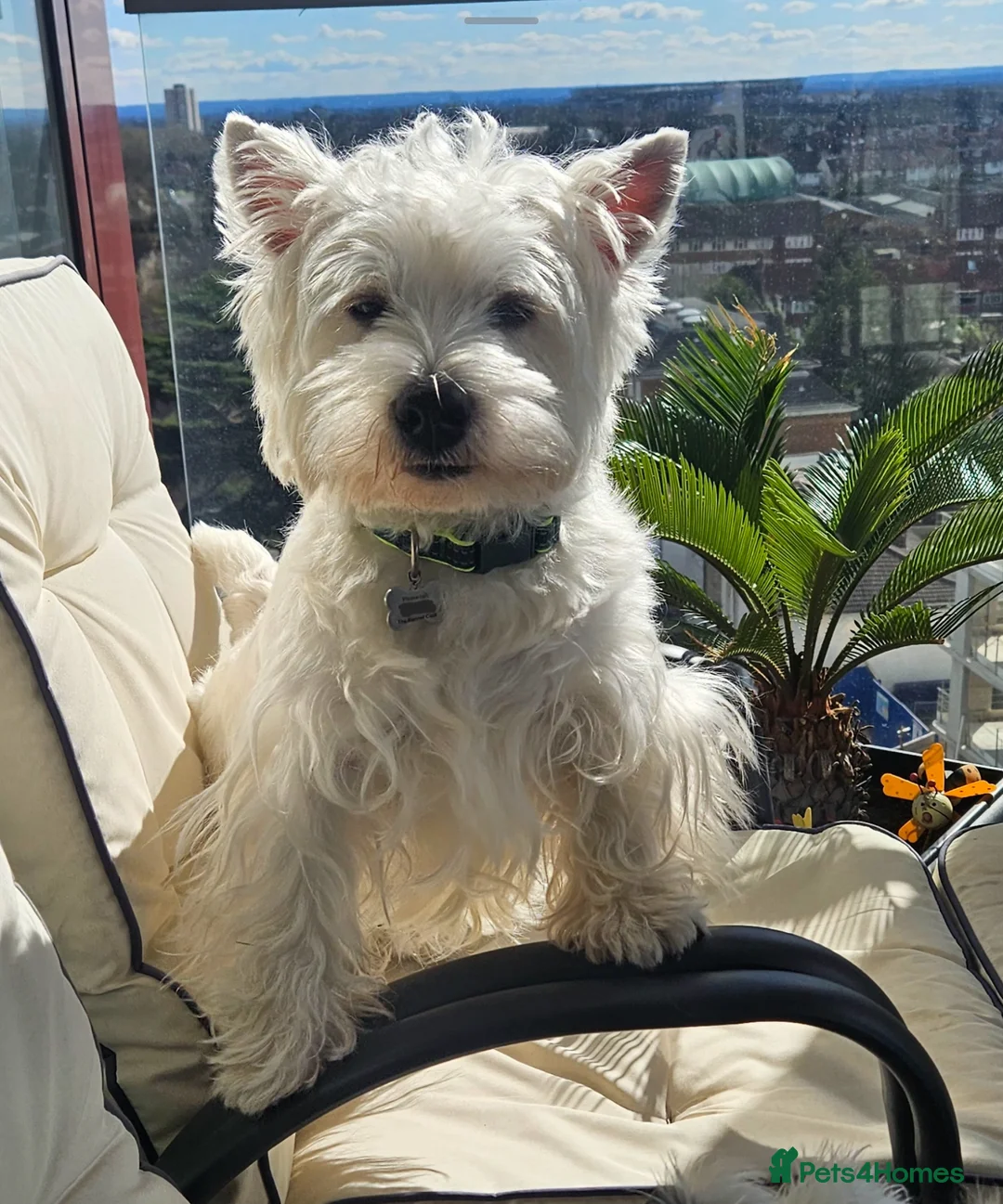 West Highland Terrier dogs for stud: Kennel registered westie for stud in Hounslow - Advert 5