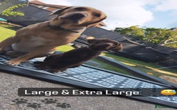 Labrador Retriever dogs for sale: Chocolate Lab 5 month Female - Image 6