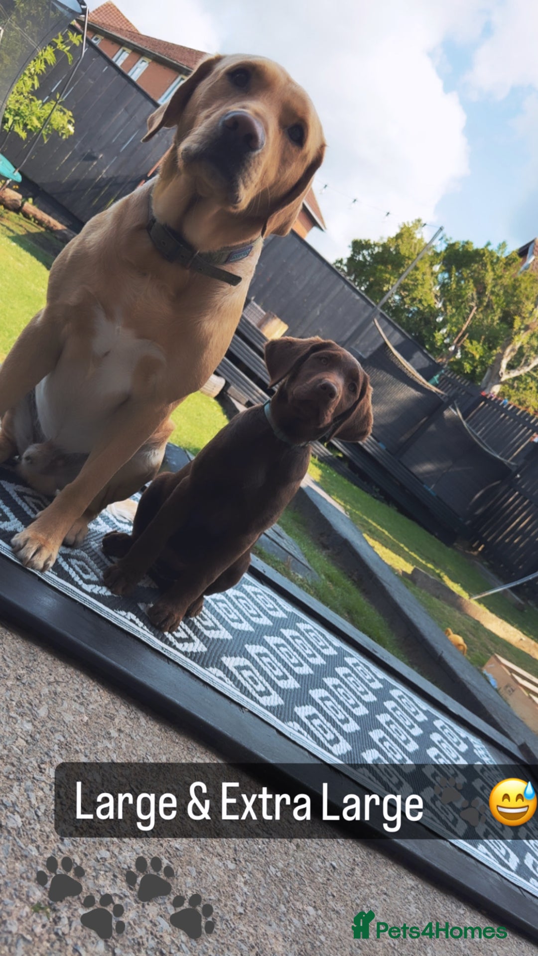 Labrador Retriever dogs for sale: Chocolate Lab 5 month Female - Image 6