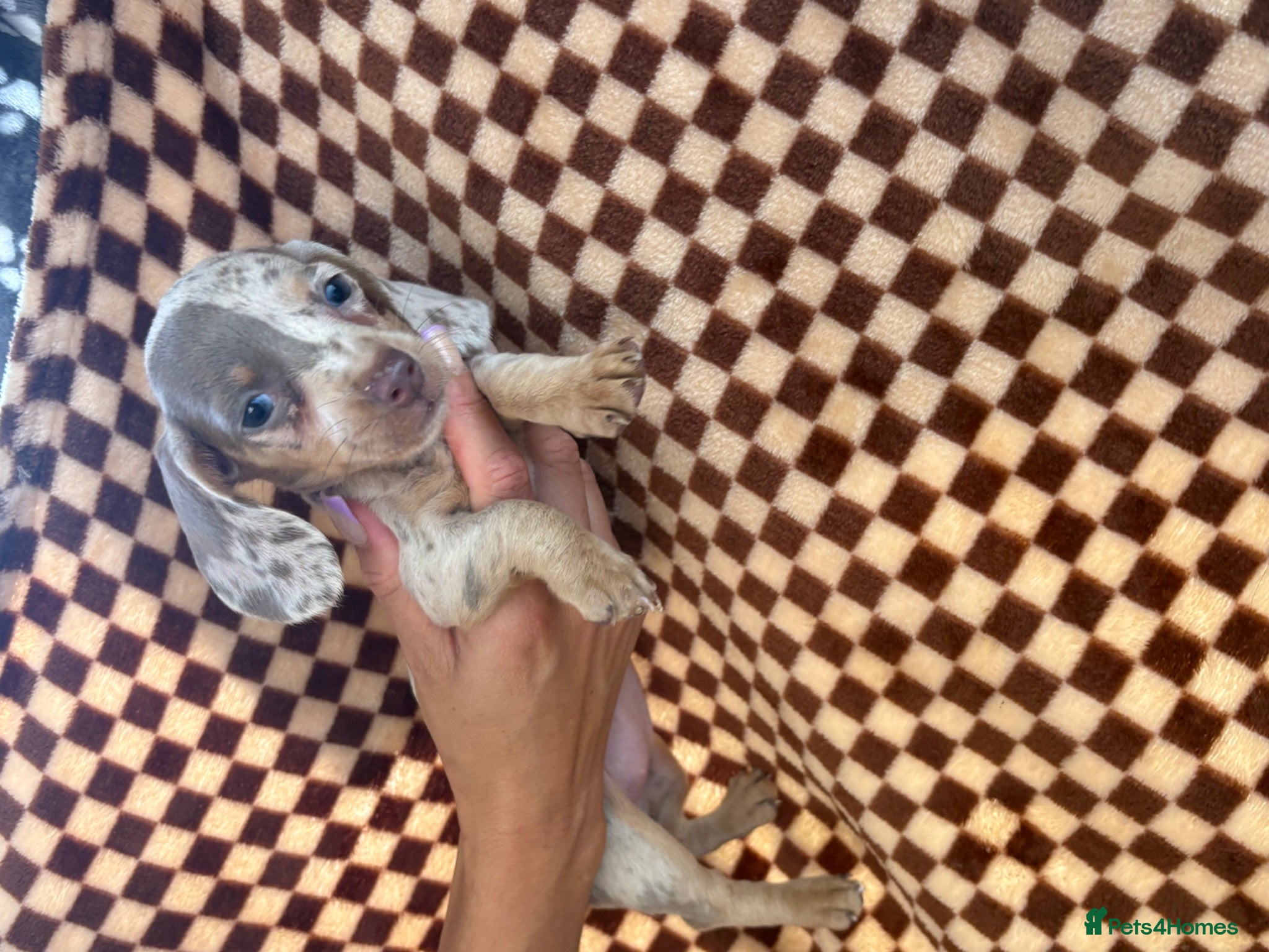 Miniature Dachshund dogs Minature dachshund puppies  - Advert 14