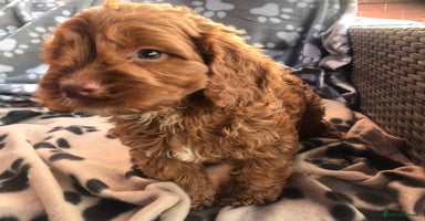 Cockapoo dogs - Advert 15