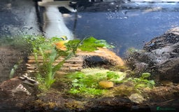 Snails invertebrates for sale: Giant African land snails - Image 3