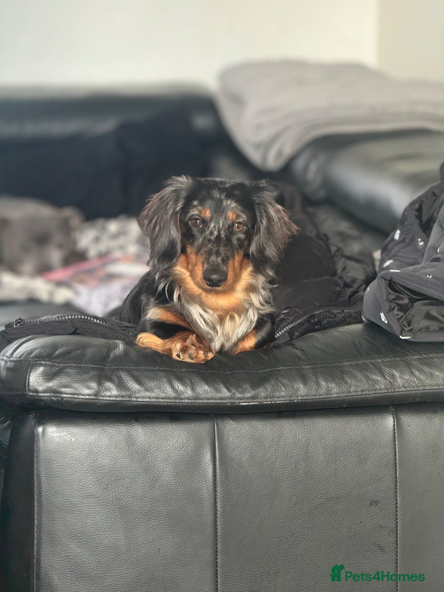 Miniature Dachshund dogs Kc reg silver dapple & tan male  - Advert 1