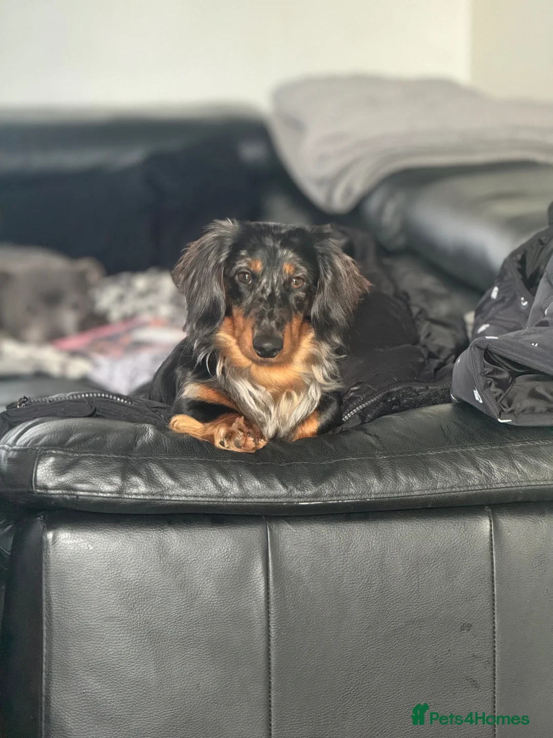 Miniature Dachshund dogs for sale: Kc reg silver dapple & tan male  - Advert 1