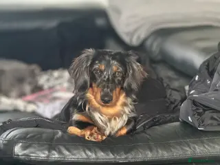 Miniature Dachshund dogs Kc reg silver dapple & tan male - Advert 1