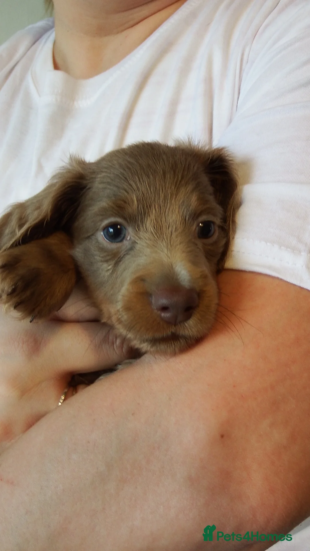 Miniature Dachshund dogs for sale: Blue and tan Mini dachshund pups ready !! 5 left!  in Newport - Advert 37