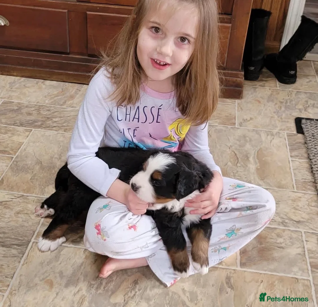 Bernese Mountain Dog dogs for sale: Bernese mountain dog pupps - Advert 4