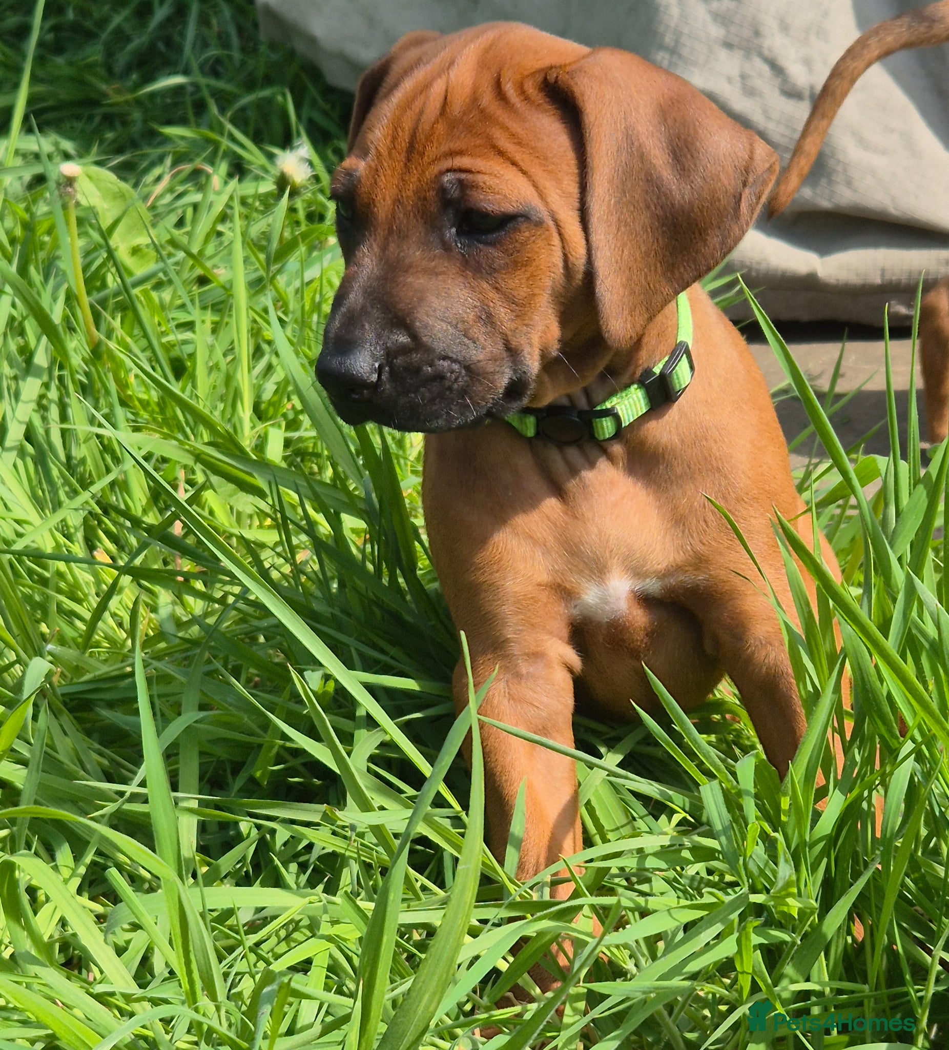 Rhodesian Ridgeback dogs BEAUTIFUL! RHODESIAN RIDGEBACK PUPS! Ready 7th may - Advert 4