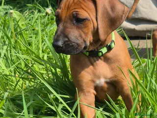 Rhodesian Ridgeback dogs BEAUTIFUL! RHODESIAN RIDGEBACK PUPS! Ready 7th may - Advert 4