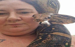Boa Snake reptiles for sale: Female boa approx 8yo.  - Image 2