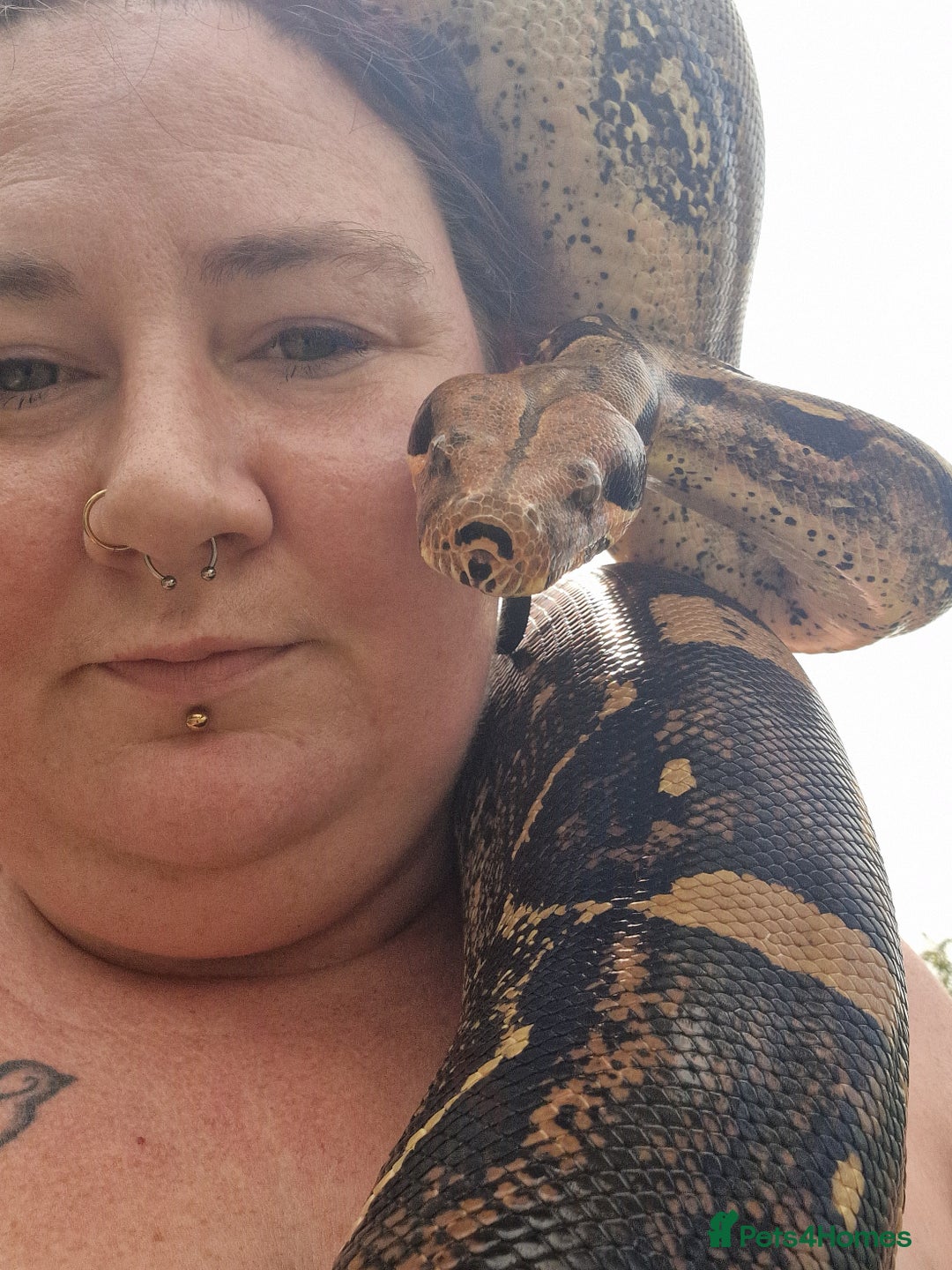 Boa Snake reptiles for sale: Female boa approx 8yo.  - Image 2