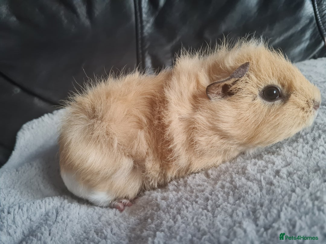 Guinea Pig rodents for sale: Baby guinea pigs for sale - Image 2