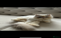 Persian cats for sale: Persian x bengal kitten left  - Image 9