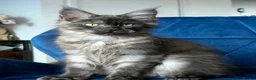 Maine Coon cats for sale: Maine Coon kittens, 2 girls , 1 boy  - Advert 11