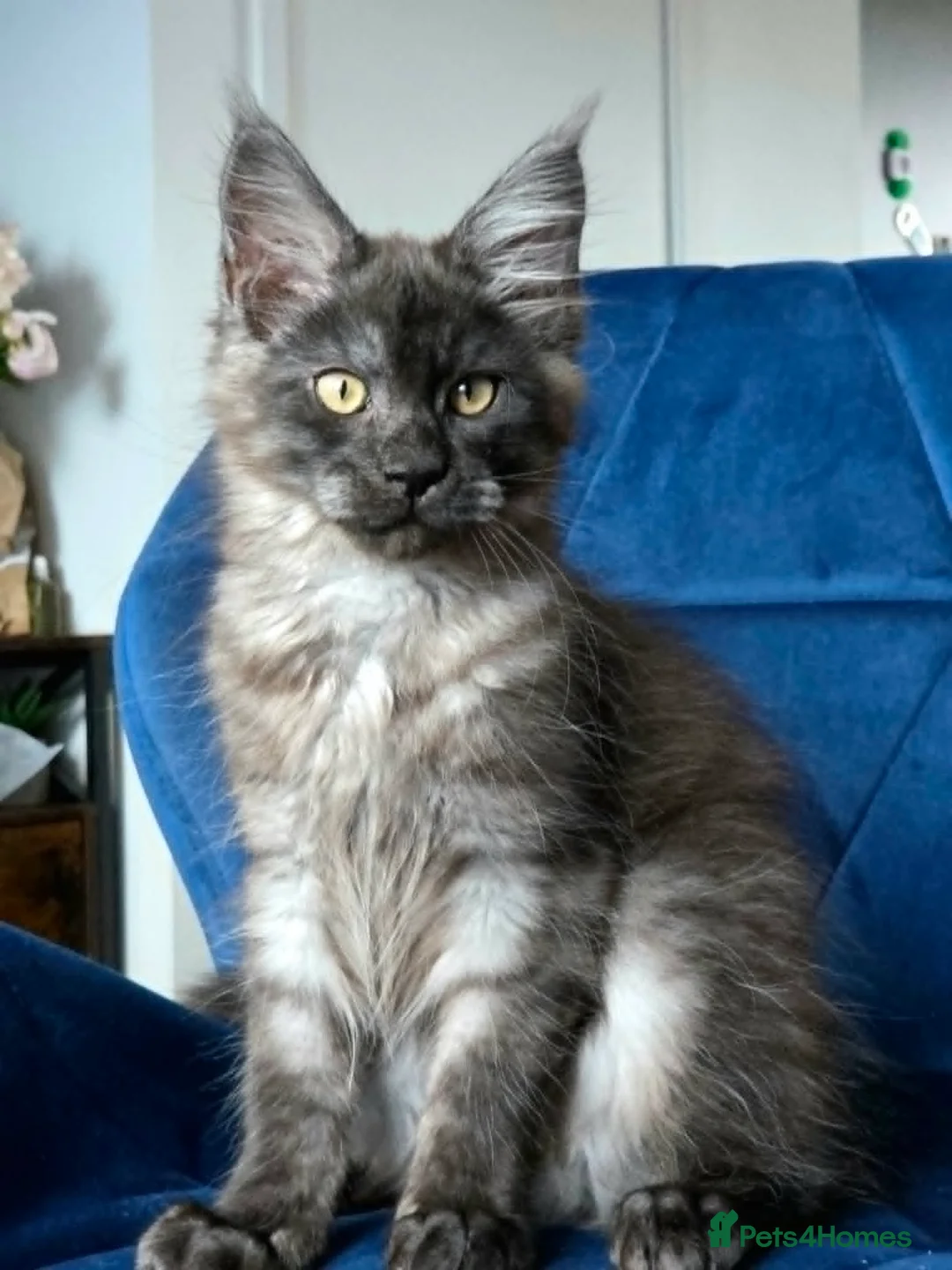 Maine Coon cats for sale: Maine Coon kittens, 2 girls , 1 boy  - Advert 11