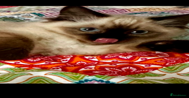 Ragdoll cats - Advert 4
