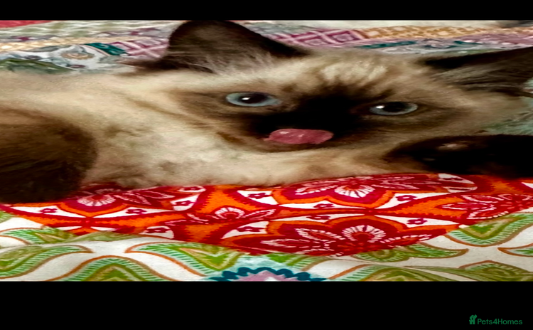 Ragdoll cats - Advert 6