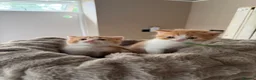British Shorthair cats for sale: Pedigree British Shorthair - Show Champion Lines - Advert 29