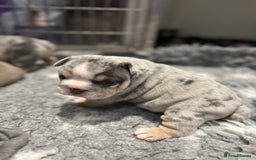 English Bulldog dogs for sale: Chunky English Bulldog Puppies  - Image 17