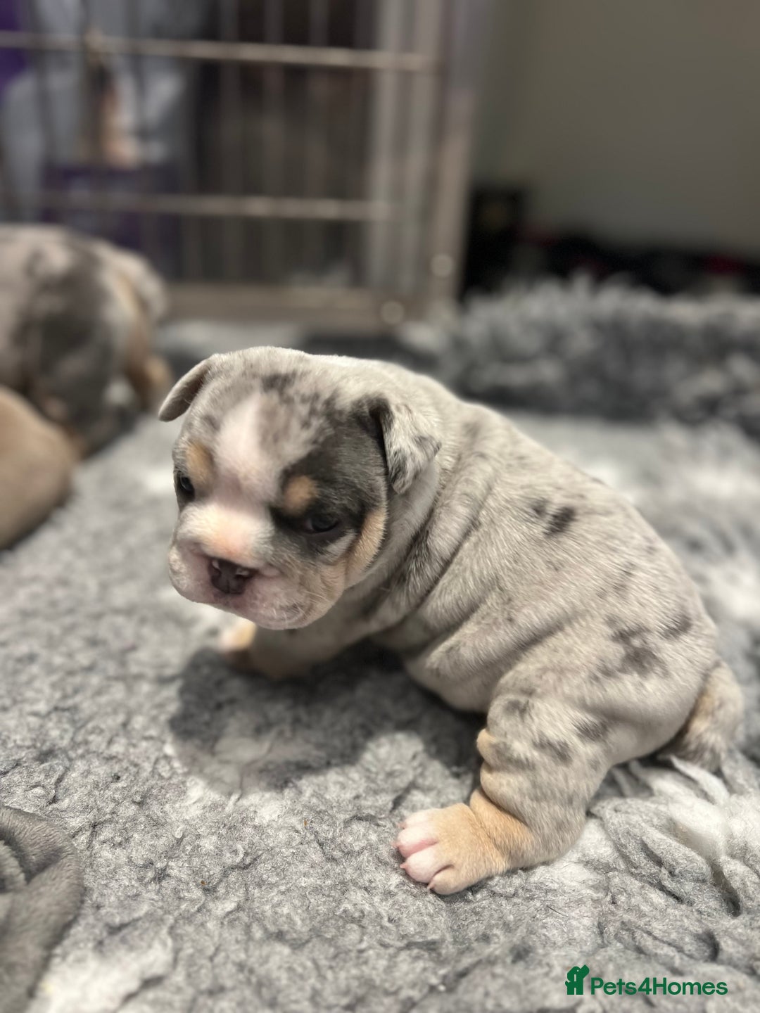 English Bulldog dogs for sale: Chunky English Bulldog Puppies  - Image 17