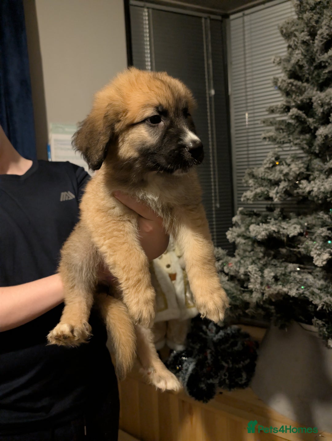 Mixed Breed dogs for sale: Bernese mountain dog X white swiss Shepard pups - Image 11