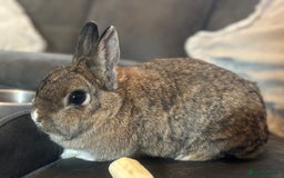 Mini Lion Lop rabbits for sale: Rabbit - Image 2