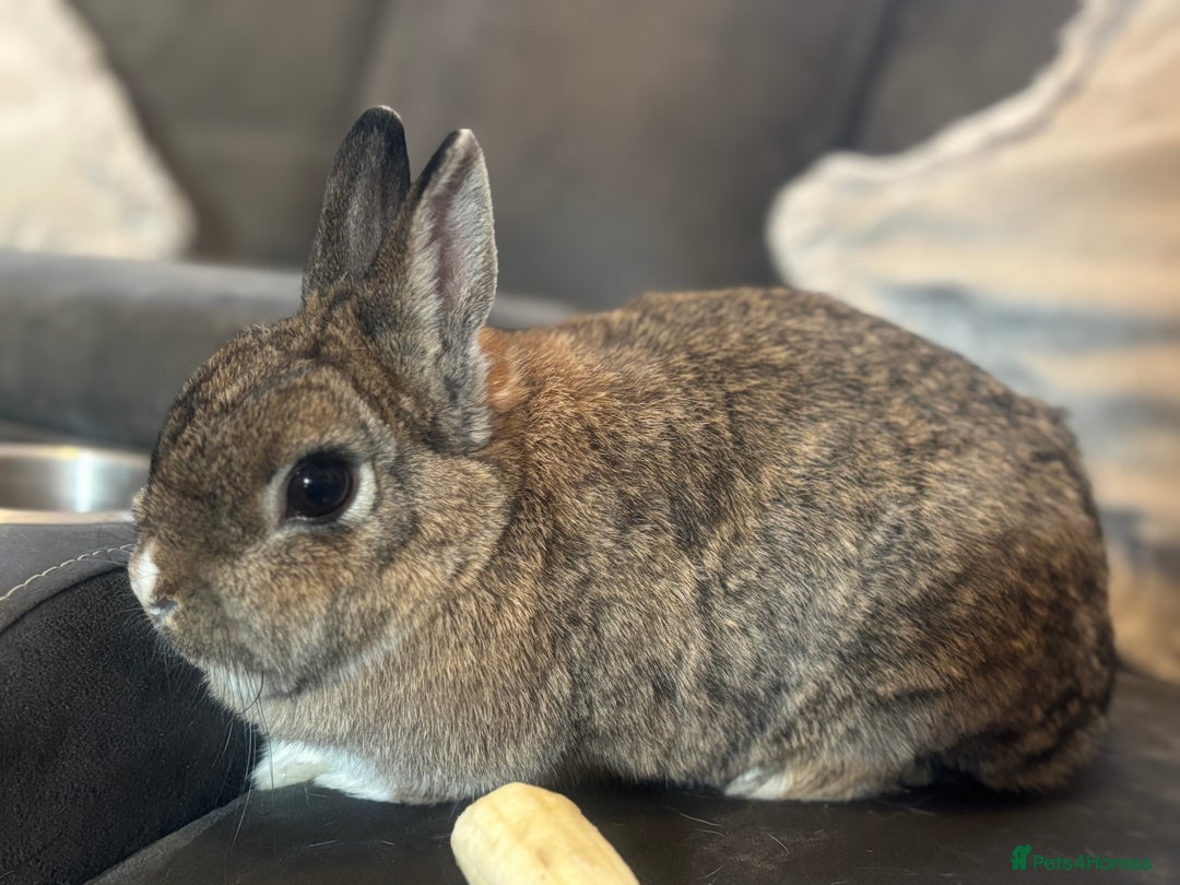 Mini Lion Lop rabbits for sale: Rabbit - Image 2