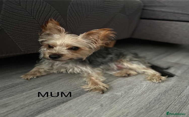 Yorkshire Terrier dogs - Advert 2