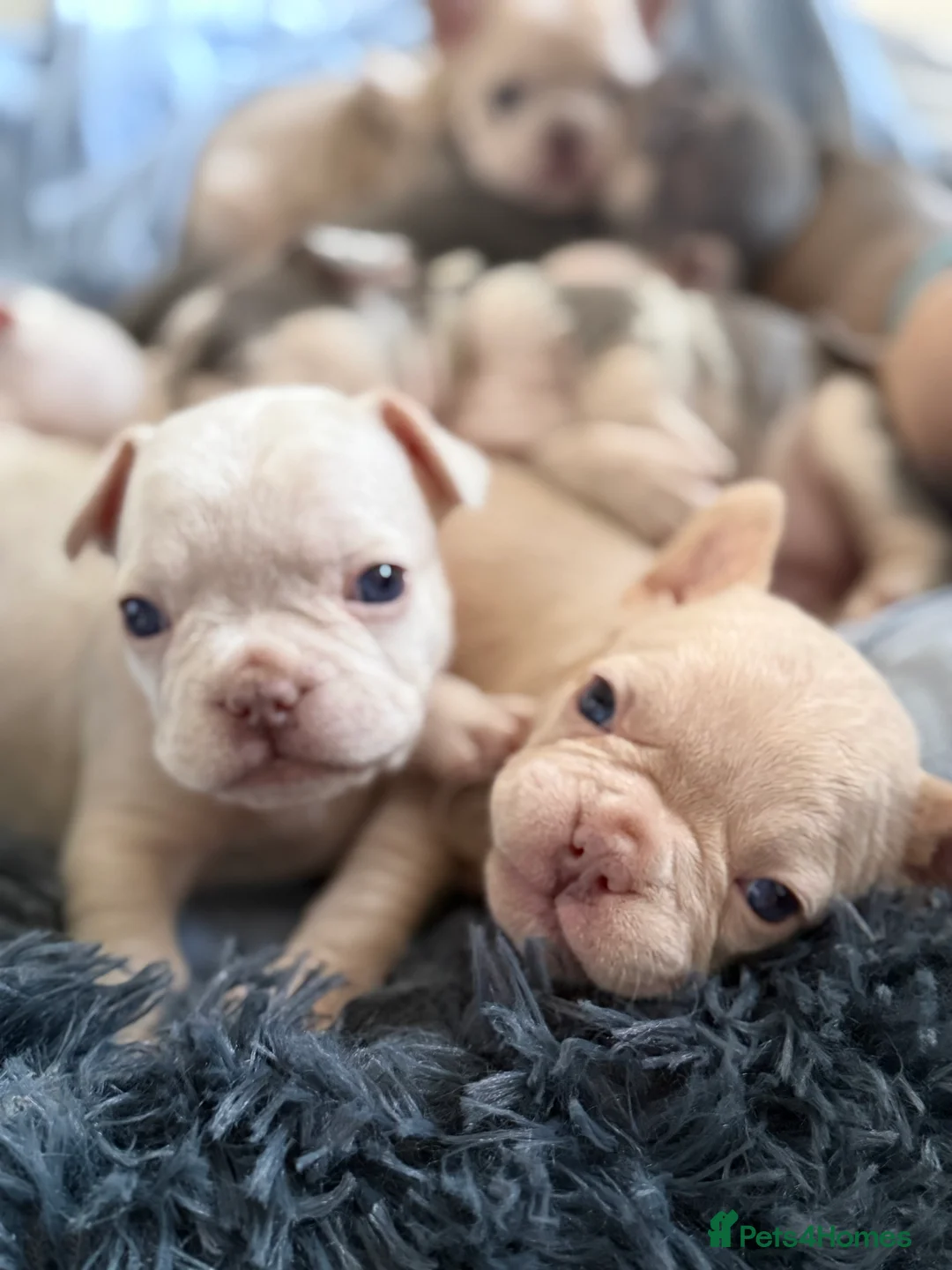 French Bulldog dogs for sale: Vaccine and Micro Chipped French Bulldog Puppies - Advert 14