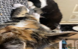 Mixed Breed cats for sale: 🐾 Kittens for Sale – 1 Boy & 1 Girl! 🐾 - Image 12