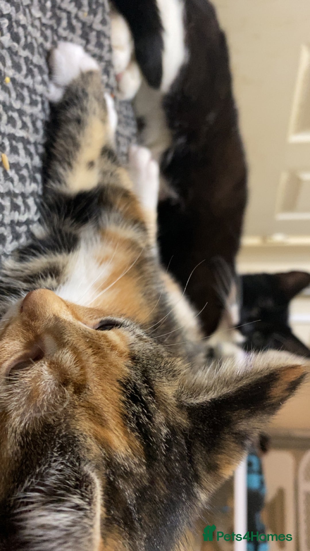 Mixed Breed cats for sale: 🐾 Kittens for Sale – 1 Boy & 1 Girl! 🐾 - Image 12