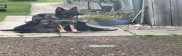 German Shepherd dogs for sale: STRAIGHT BACKED WORKING / PROTECTION DOGS - Advert 3