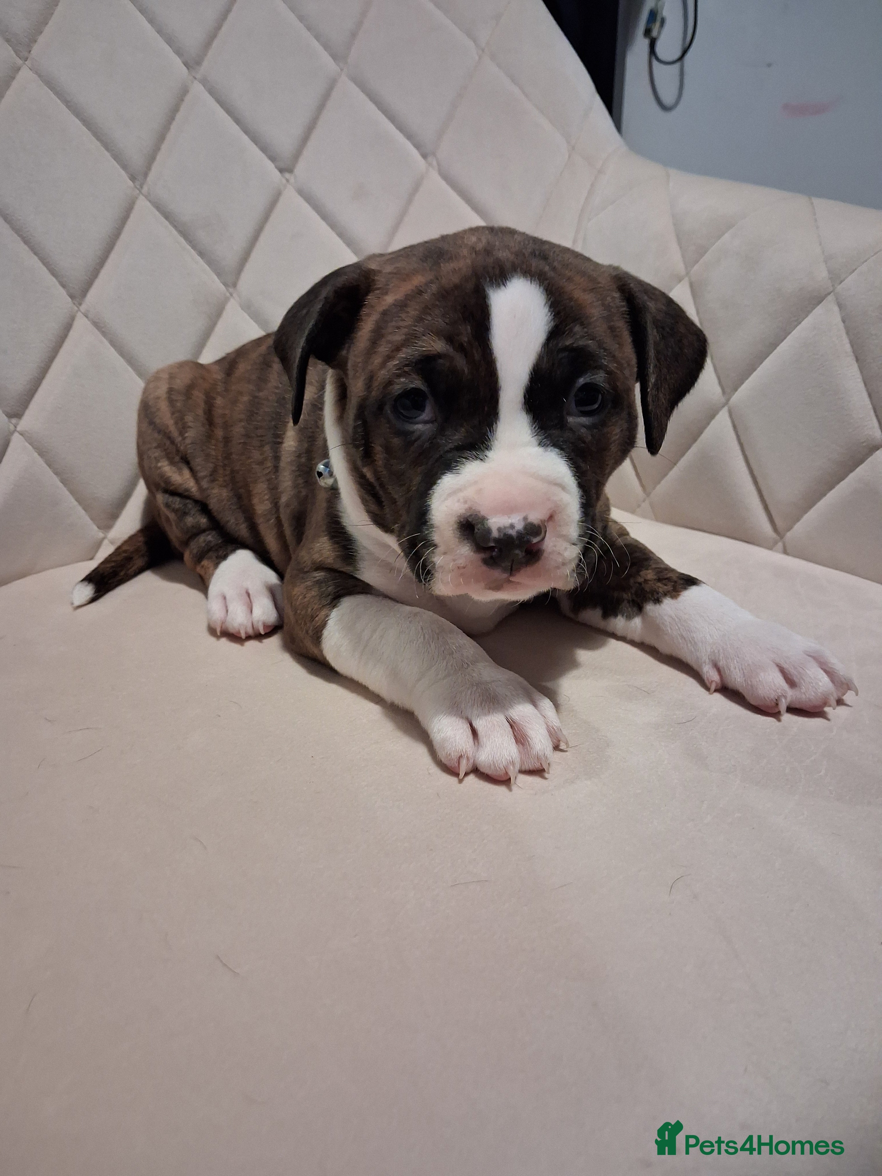 Mixed Breed dogs American bully Staffordshire bull terrier Puppies  - Advert 1