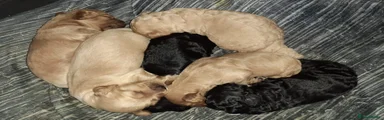 Mixed Breed 1