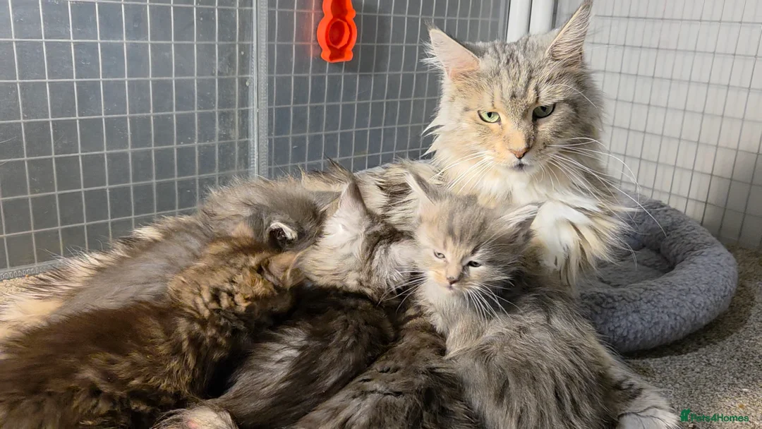 Maine Coon cats for sale: Tica Beautiful Maine Coon Kittens  in Sittingbourne - Advert 35