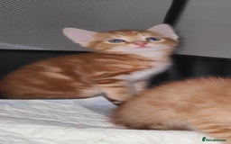 Mixed Breed cats for sale: Kittens ready now  - Image 3