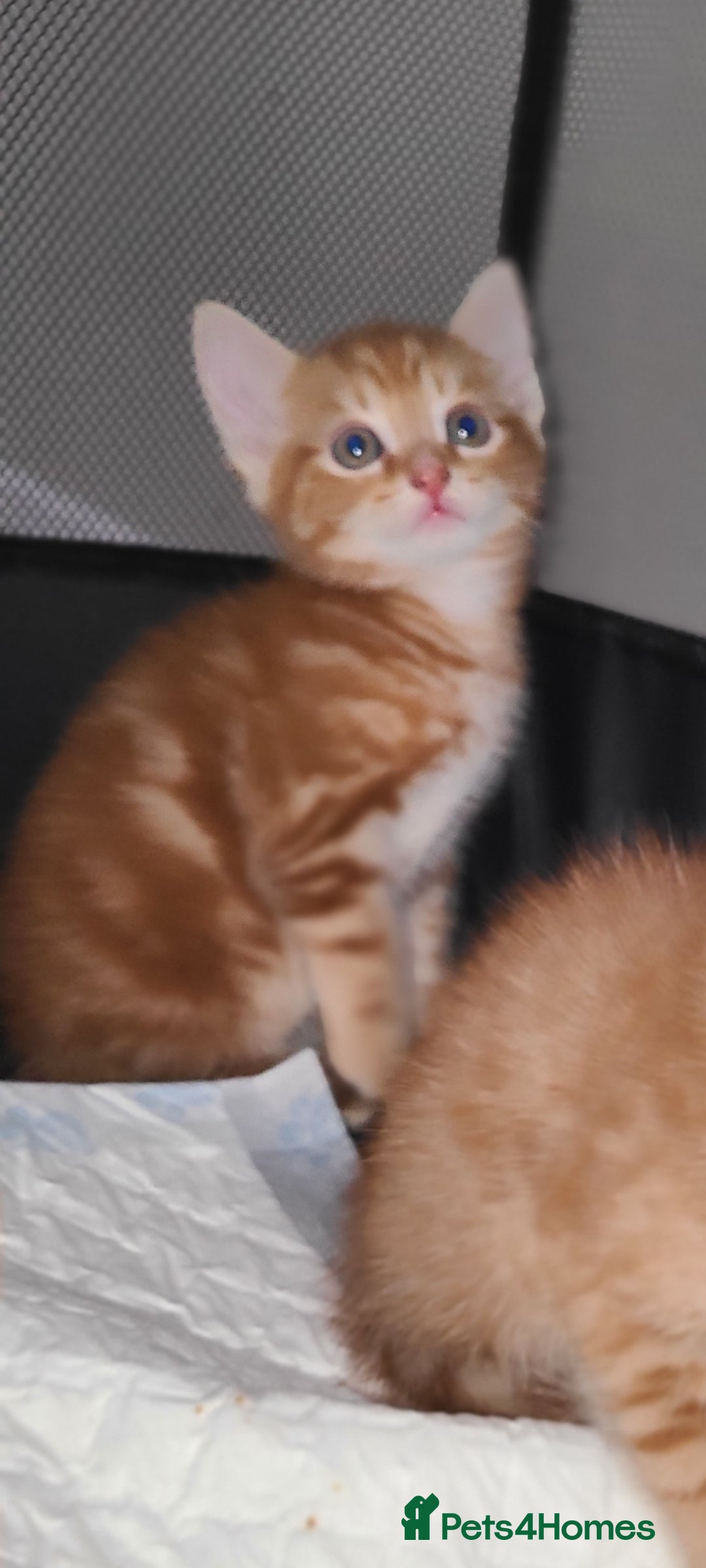 Mixed Breed cats for sale: Kittens ready now  - Image 3