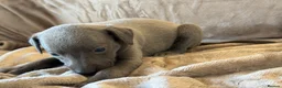Whippet dogs for sale: ❤️ BEAUTIFUL BLUE WHIPPETS KC REGISTERED❤️ - Advert 12