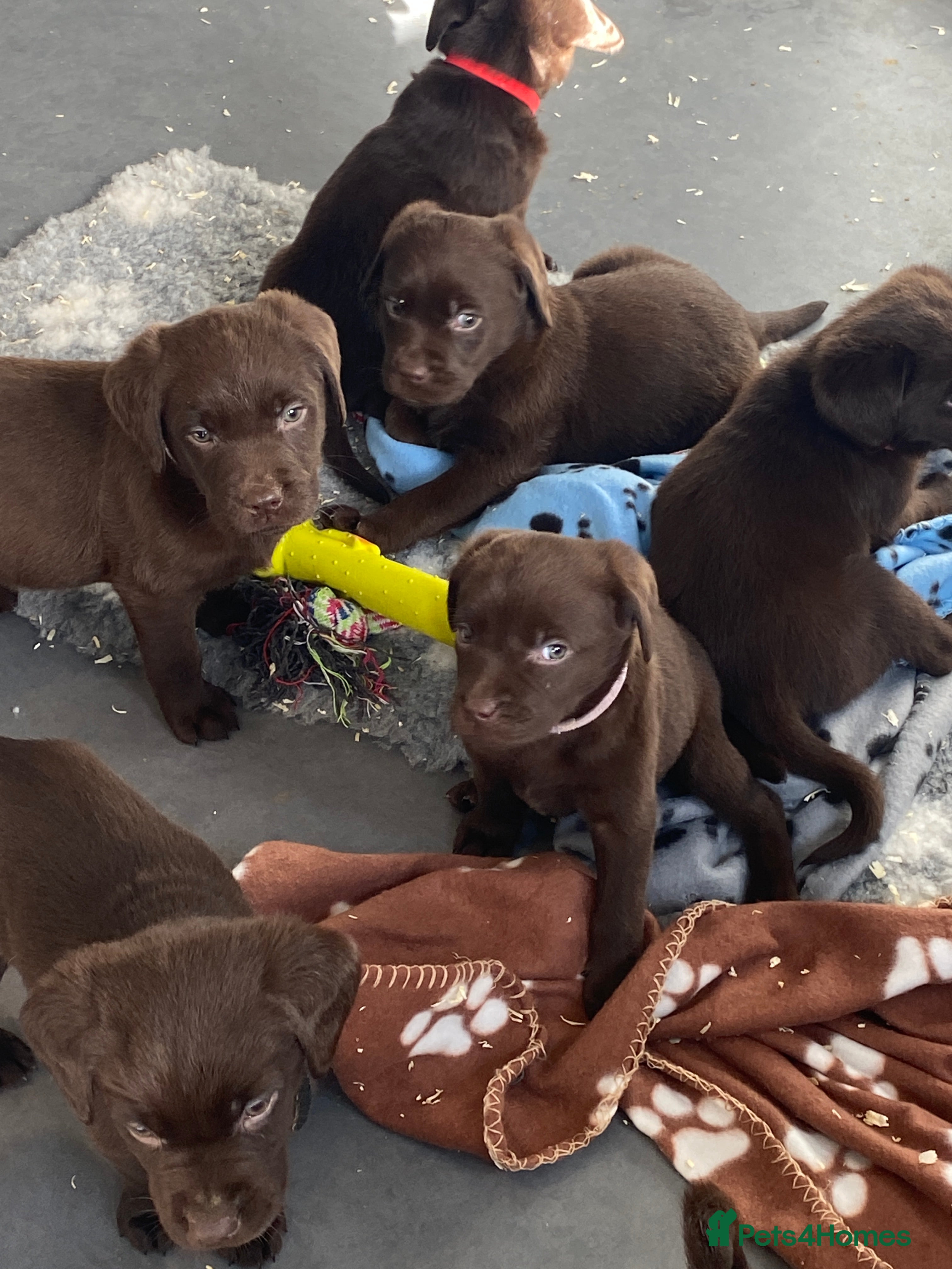 Labrador Retriever dogs ONE KC REG CHOC GIRL READY NOW   - Advert 8