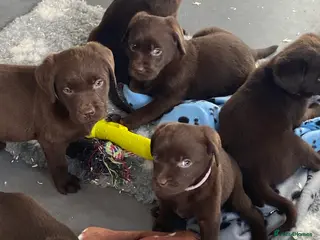 Labrador Retriever dogs ONE KC REG CHOC GIRL READY NOW - Advert 8