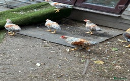 Chickens poultry for sale: Golden wellbar Bantams  - Image 4