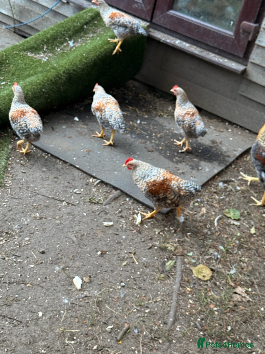 Chickens poultry for sale: Golden wellbar Bantams  - Image 4