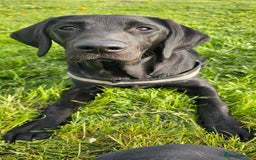 Labrador Retriever dogs for stud: Handsome black labrador for stud - Image 4