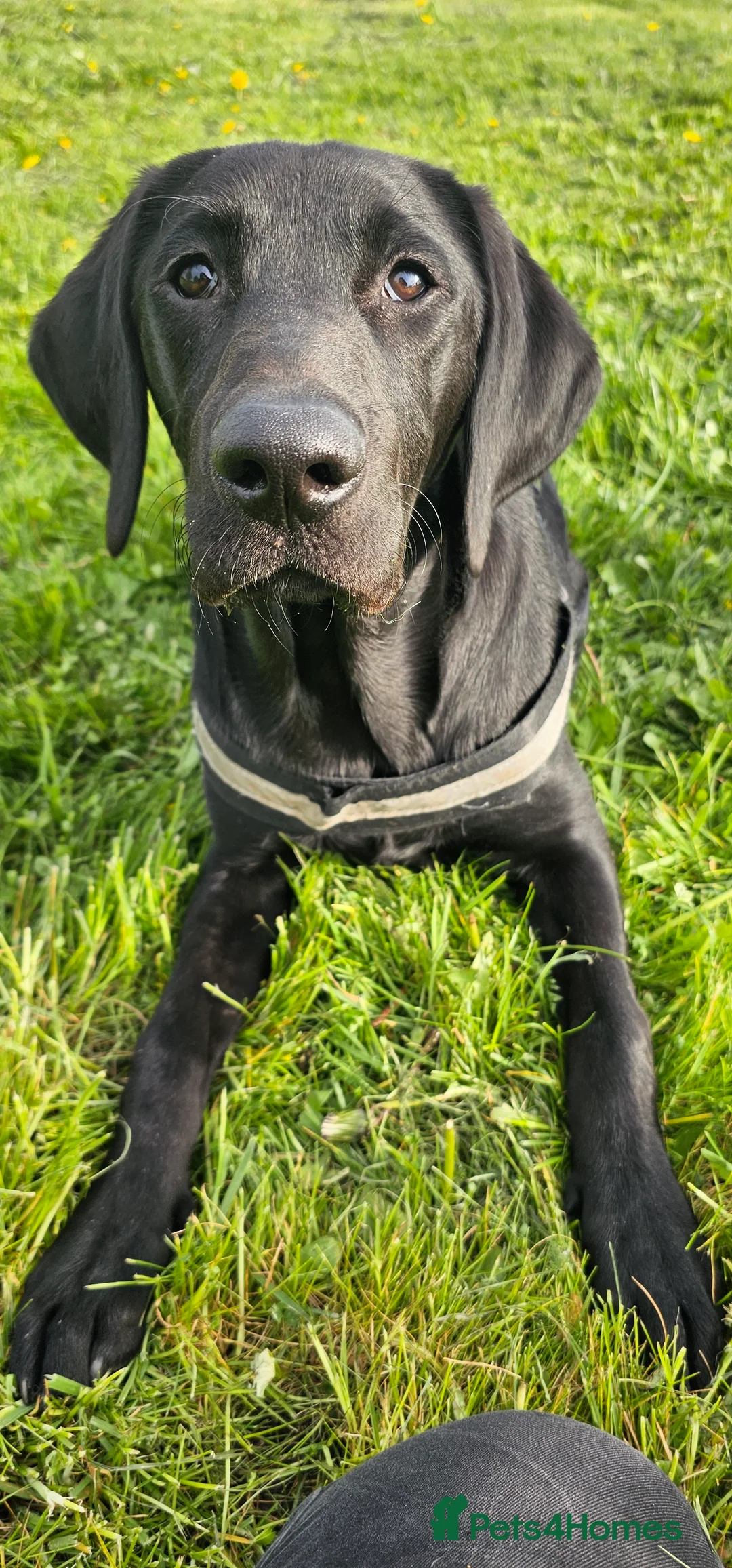 Labrador Retriever dogs for stud: Handsome black labrador for stud - Advert 5