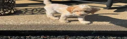 Mini Goldendoodle dogs for sale: Meet my adorable little girl! 🐾❤️ - Advert 5