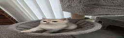 British Shorthair cats for sale: Blue golden chinchila! READY TO GO! - Advert 11