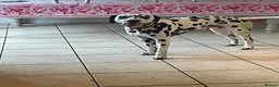 Dalmatian dogs for sale: Stunning Litter of Dalmations - Advert 2