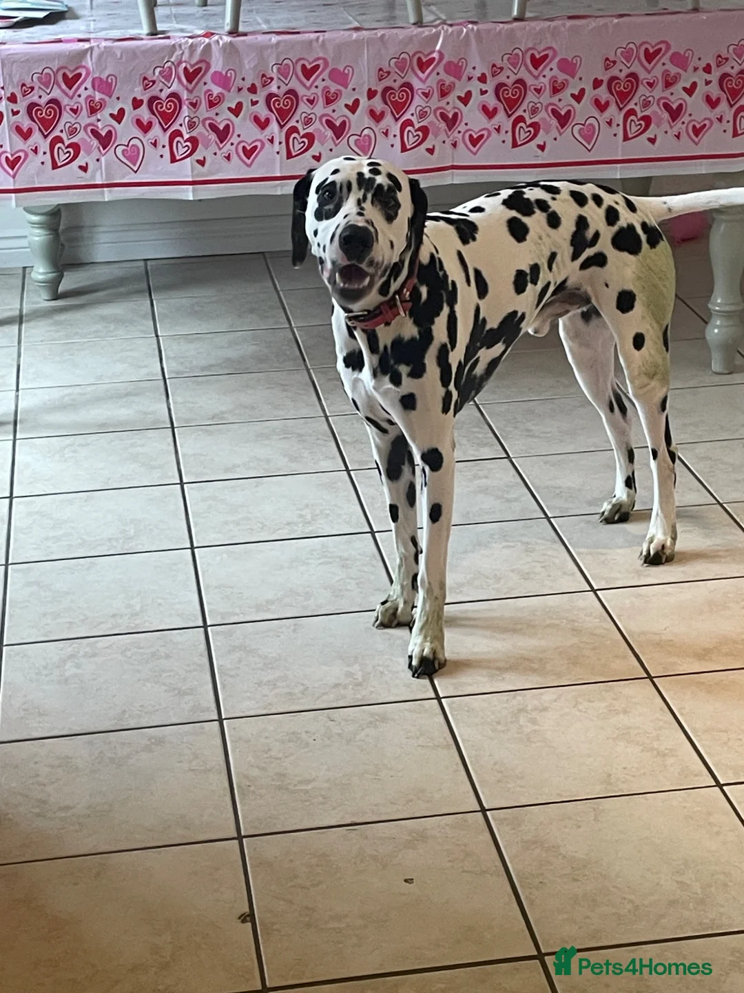 Dalmatian dogs for sale: Stunning Litter of Dalmations - Advert 2