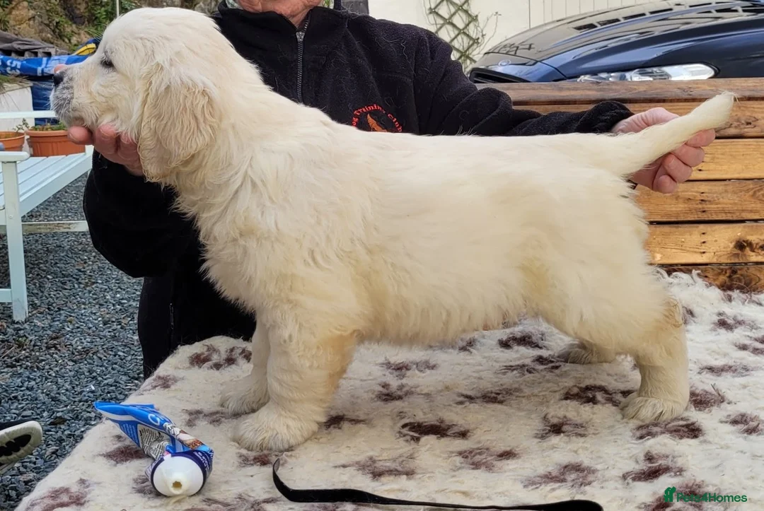 Golden Retriever dogs for stud: Cesarka Golden Retrievers in Conwy - Advert 24