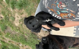 Mixed Breed dogs for sale: * Spangold Retrievers 2 beautiful boys left * - Image 4